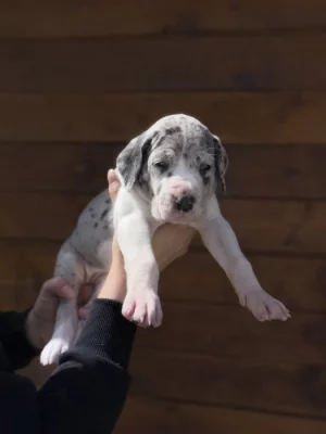 Štěňata německé dogy