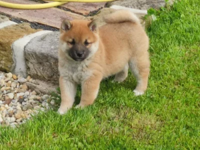 Shiba inu s průkazem původu