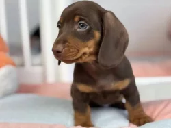 Jezevčík na prodej