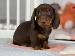 Jezevčík na prodej