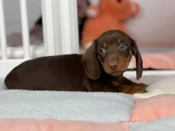 Jezevčík na prodej