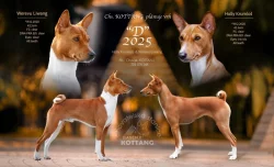 Basenji -pllánovaný vrh podzim 2025