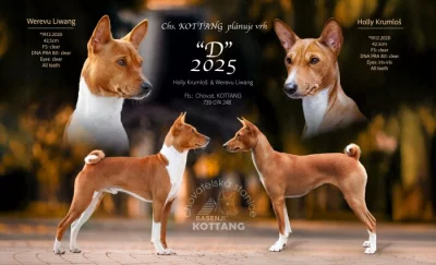 Basenji -pllánovaný vrh podzim 2025