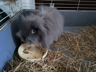 Zakrslý Teddy beránek