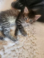 Mainska kotata s britskou kočickou