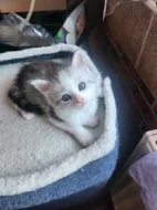 Mainska kotata s britskou kočickou