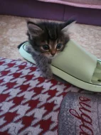 Mainska kotata s britskou kočickou