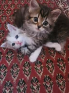 Mainska kotata s britskou kočickou