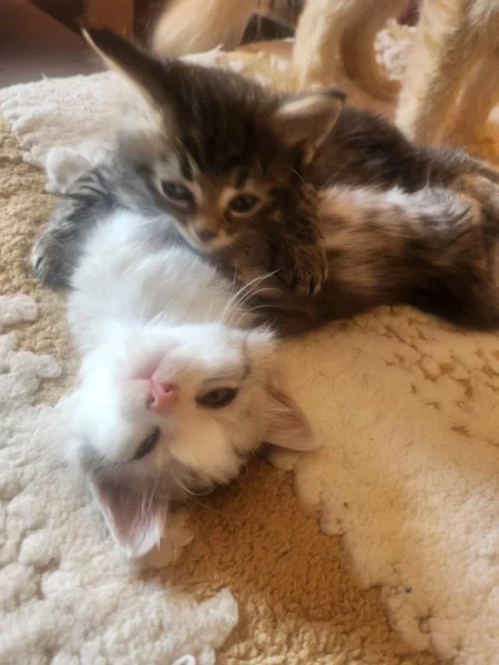 Mainska kotata s britskou kočickou