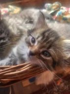 Mainska kotata s britskou kočickou