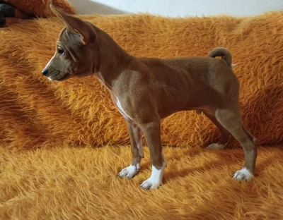 Basenji - prodám štěňata bez pp