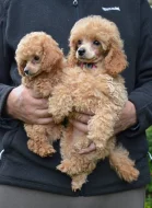 Pudl toy, trpasličí červenoplavý s PP