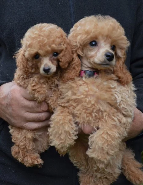 Pudl toy, trpasličí červenoplavý s PP