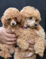 Pudl toy, trpasličí červenoplavý s PP