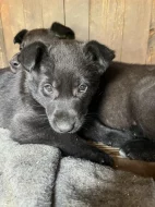 Predám šteniatka Borderkolia-vlčiak