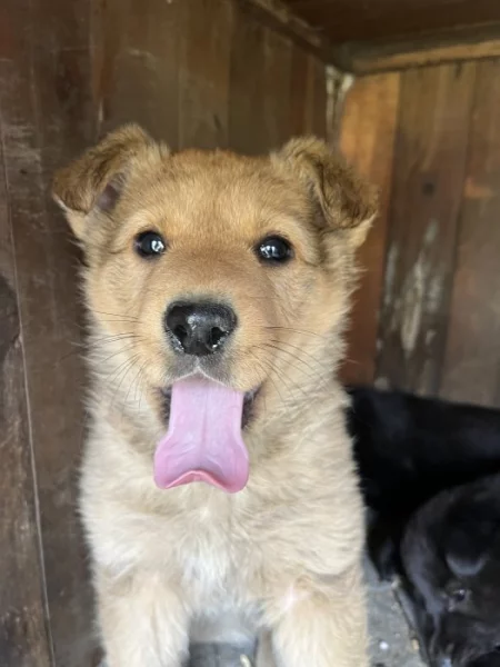 Predám šteniatka Borderkolia-vlčiak