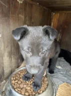 Predám šteniatka Borderkolia-vlčiak