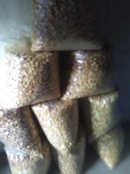 PRODÁM DRT PIŠKOTOVOU MOHU DOVEST DO TÝNIŠTĚ.TEL.604853346