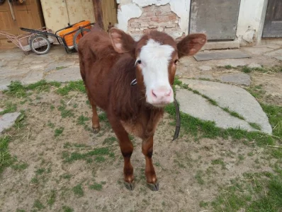 Jalovice