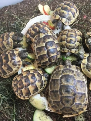 Želva řecká (testudo Graeca)