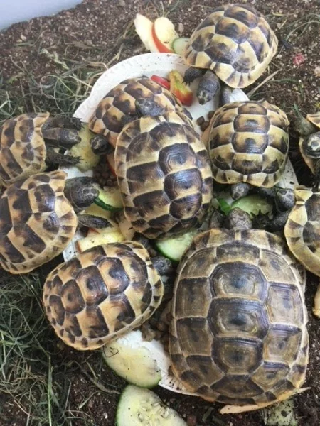 Želva řecká (testudo Graeca)
