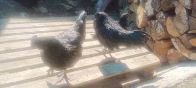 Ayam Cemani NV, hedvabničky NV