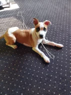 Am.staff fenka 5 měsíců