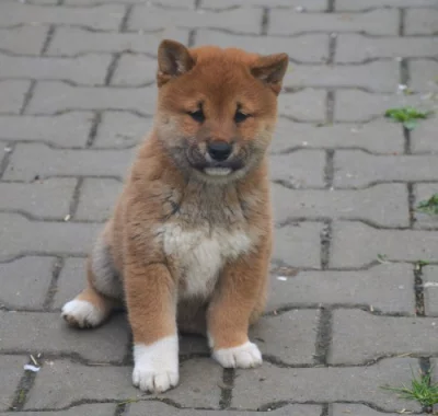 Shiba inu s průkazem původu
