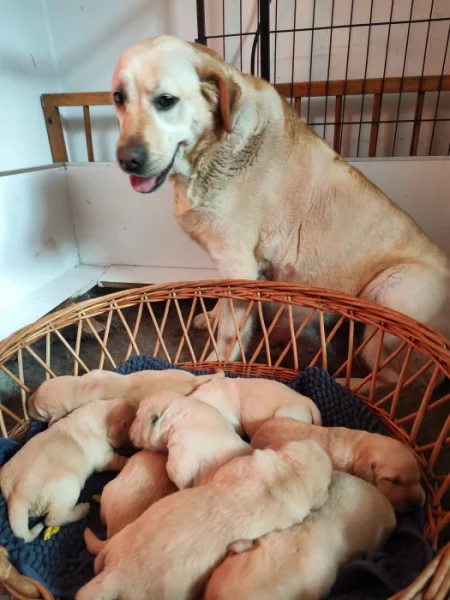 Nabídka štěněte labradorského retrievera