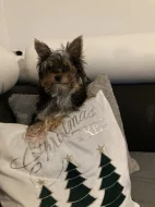 Jorkšírský teriér