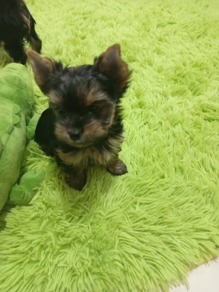 Jorkšírský teriér