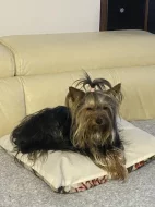 Jorkšírský teriér