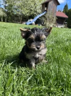 Jorkšírský teriér