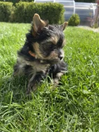 Jorkšírský teriér