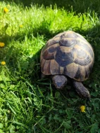 Samec testudo hermani