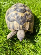 Samec testudo hermani