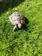 Samec testudo hermani