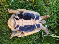 Samec testudo hermani
