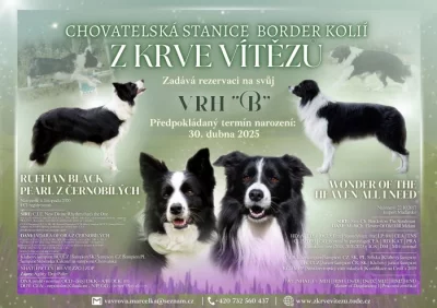 Štěňata border kolie s PP
