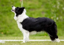 Štěňata border kolie s PP