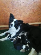 Štěňata border kolie s PP