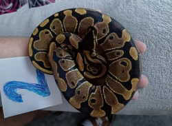 Krajta královská -Python regius