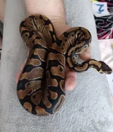 Krajta královská -Python regius