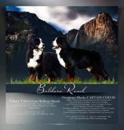 Bernsky salasnicky pes