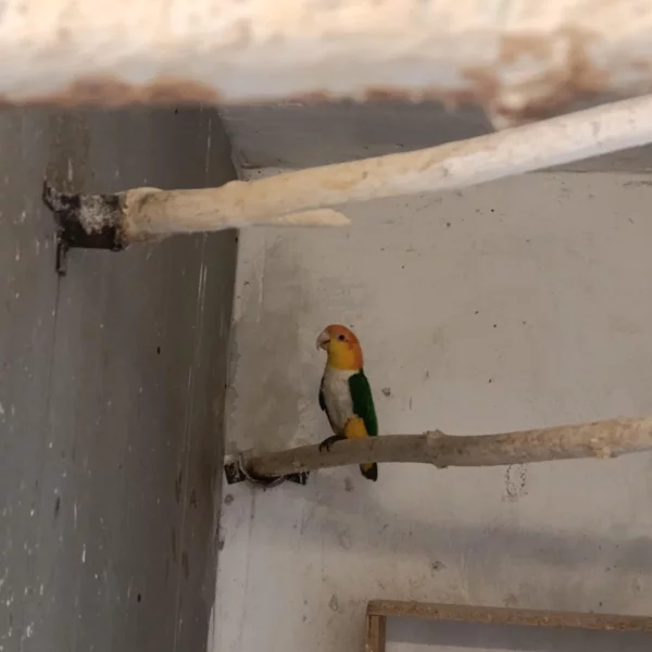 Amazonek bělobřichý