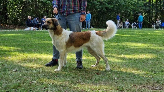 Český horský pes s PP