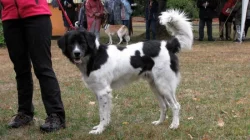 Český horský pes s PP