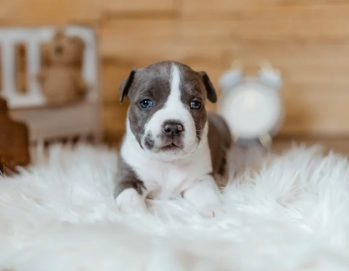 Americký stafordšírský teriér s PP FCI