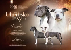 Americký stafordšírský teriér s PP FCI