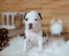 Americký stafordšírský teriér s PP FCI